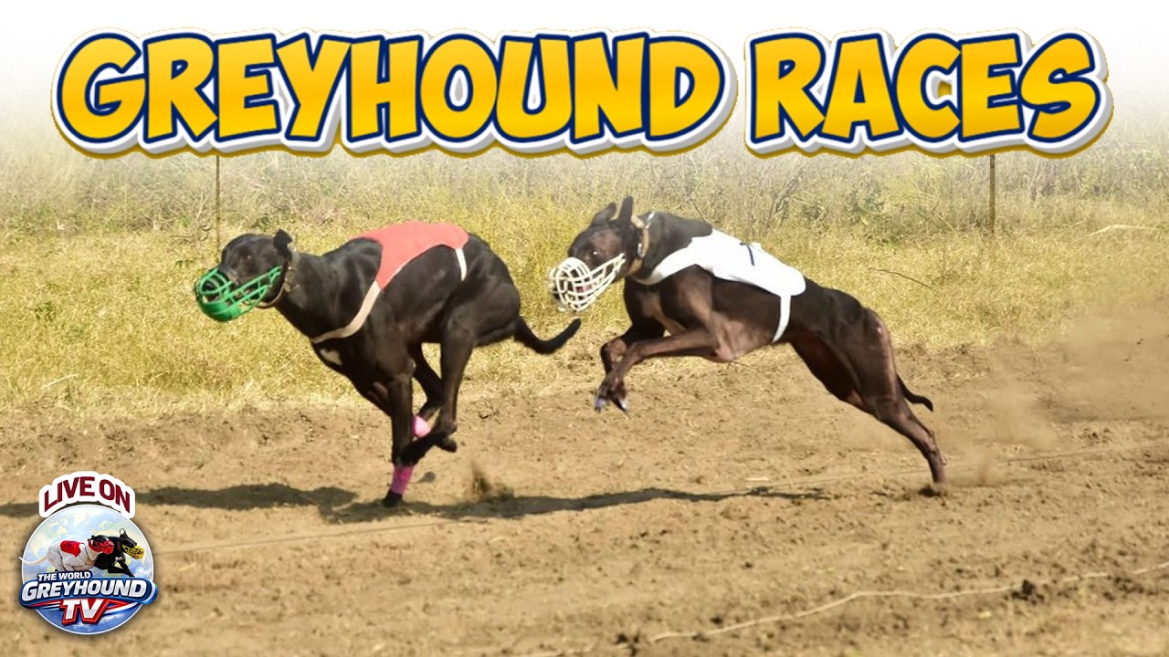 🔴LIVE | WORLD GREYHOUND DOG RACING | FLAT RACE 440 Feet 2026/03/13 #56