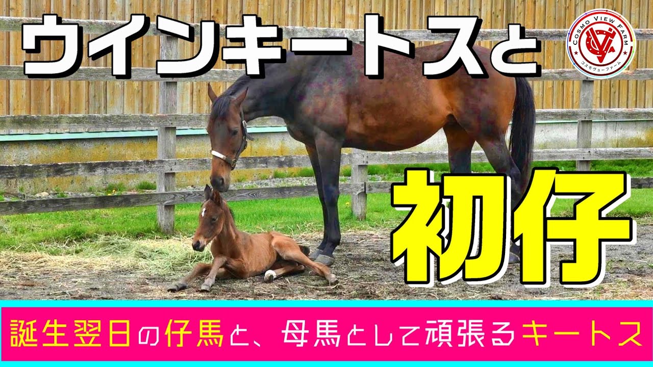 【仔馬】ウインキートス初仔誕生！（父ベンバトル）～誕生前後の親子の様子～【ウインキートスの24】【サラブレッド】