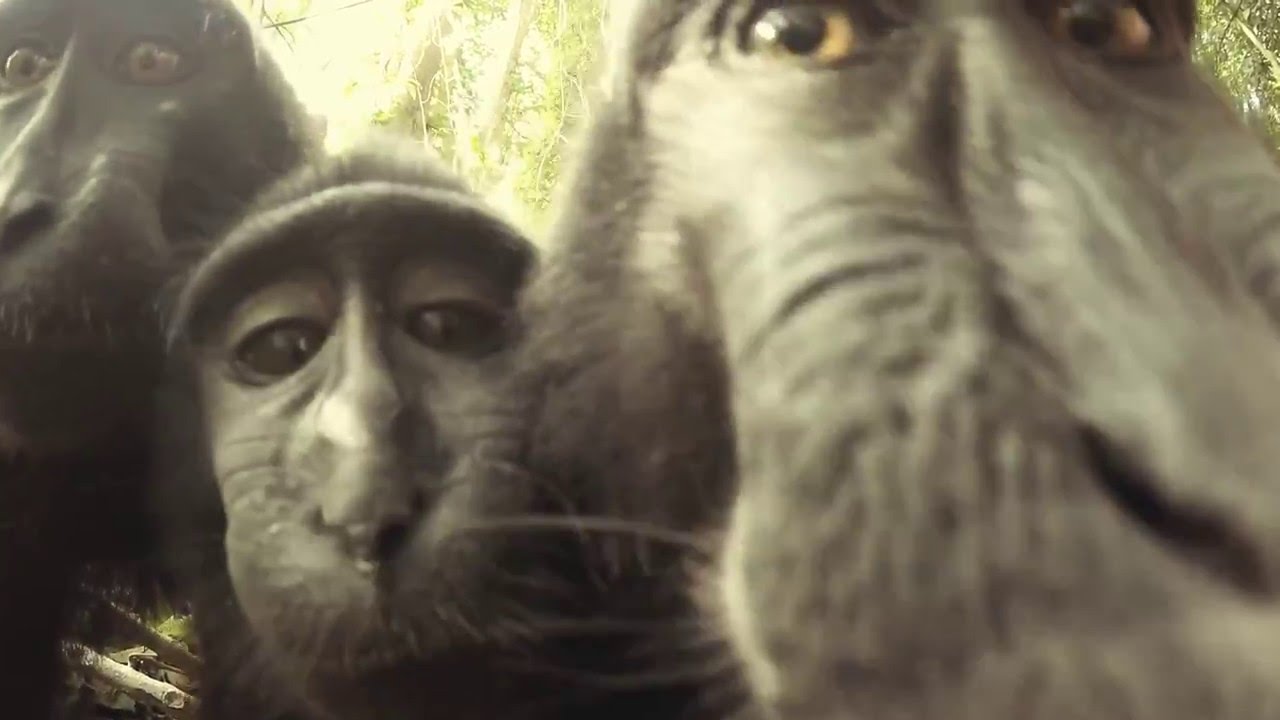 Wild Black Monkeys in Tangkoko National Parc - North Sulawesi - Explore Indonesia -