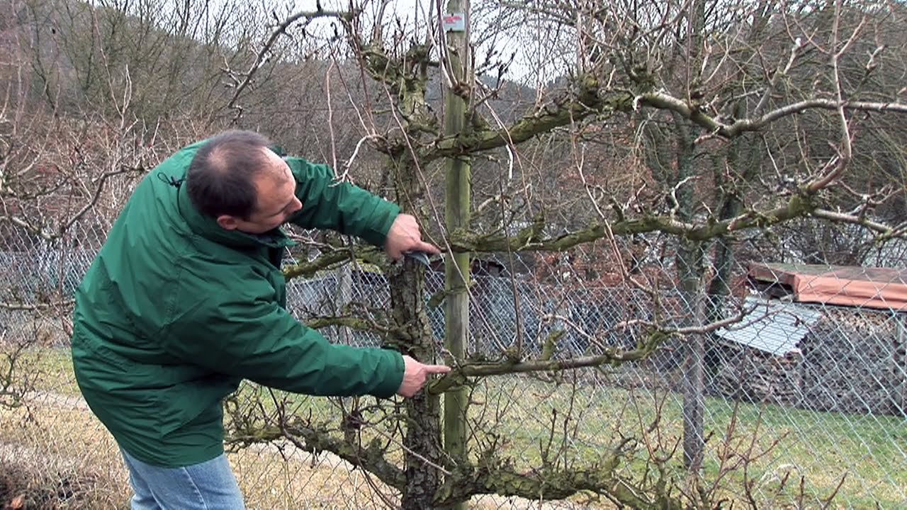 Schnittanleitung: Obst-Spalierb&auml;ume schneiden (Winterschnitt)