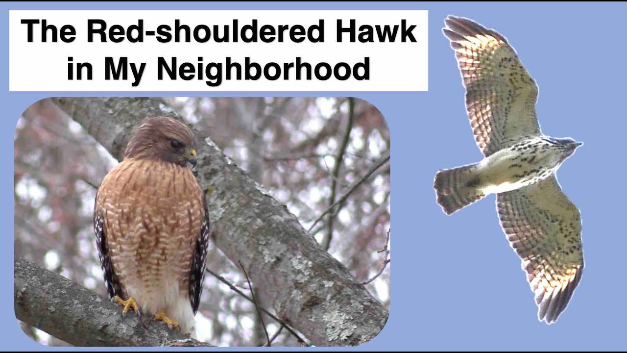 Red-shouldered Hawks in My Neighborhood