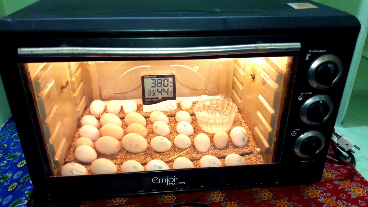 Hatching Eggs In Microwave Oven || DIY Homemade Incubator Simple And Easy