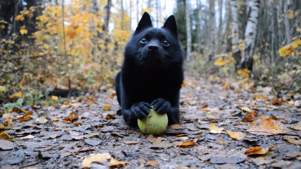 Jekku Schipperke's tricks part 1   Jekku-schipperken temppuja osa 1