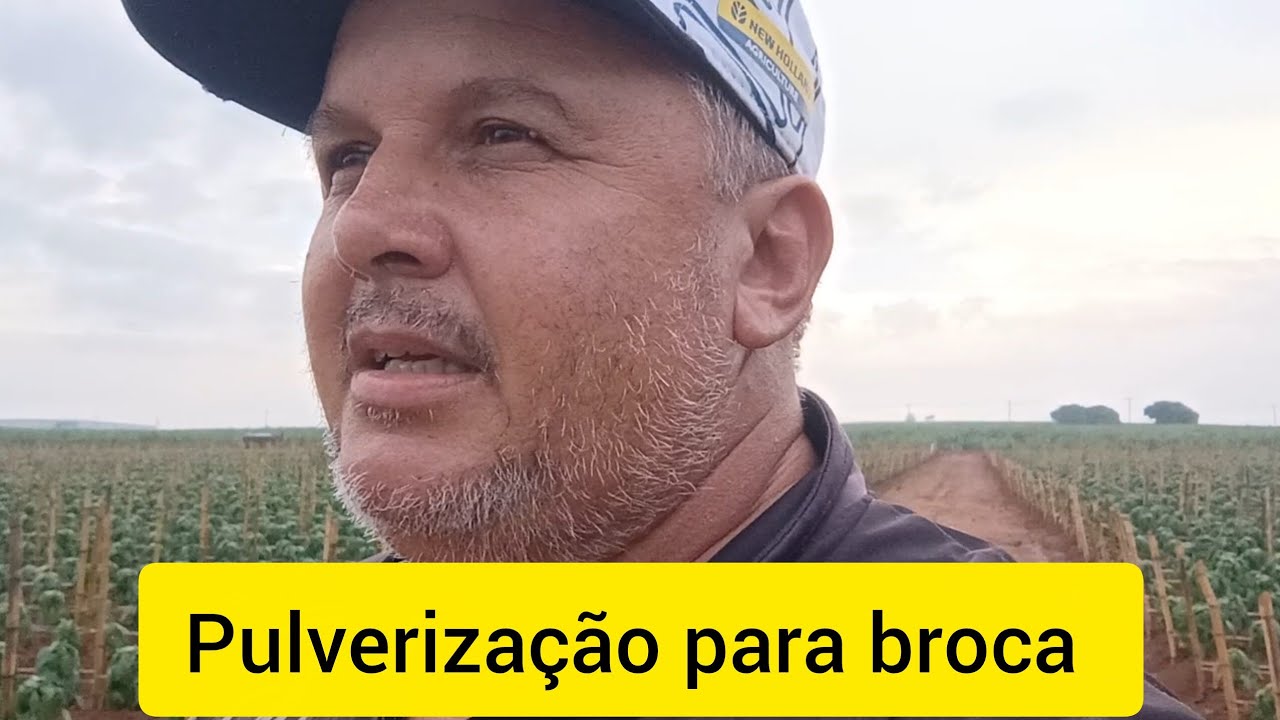  pimentão dhara! Dia de pulverização para broca e traça.