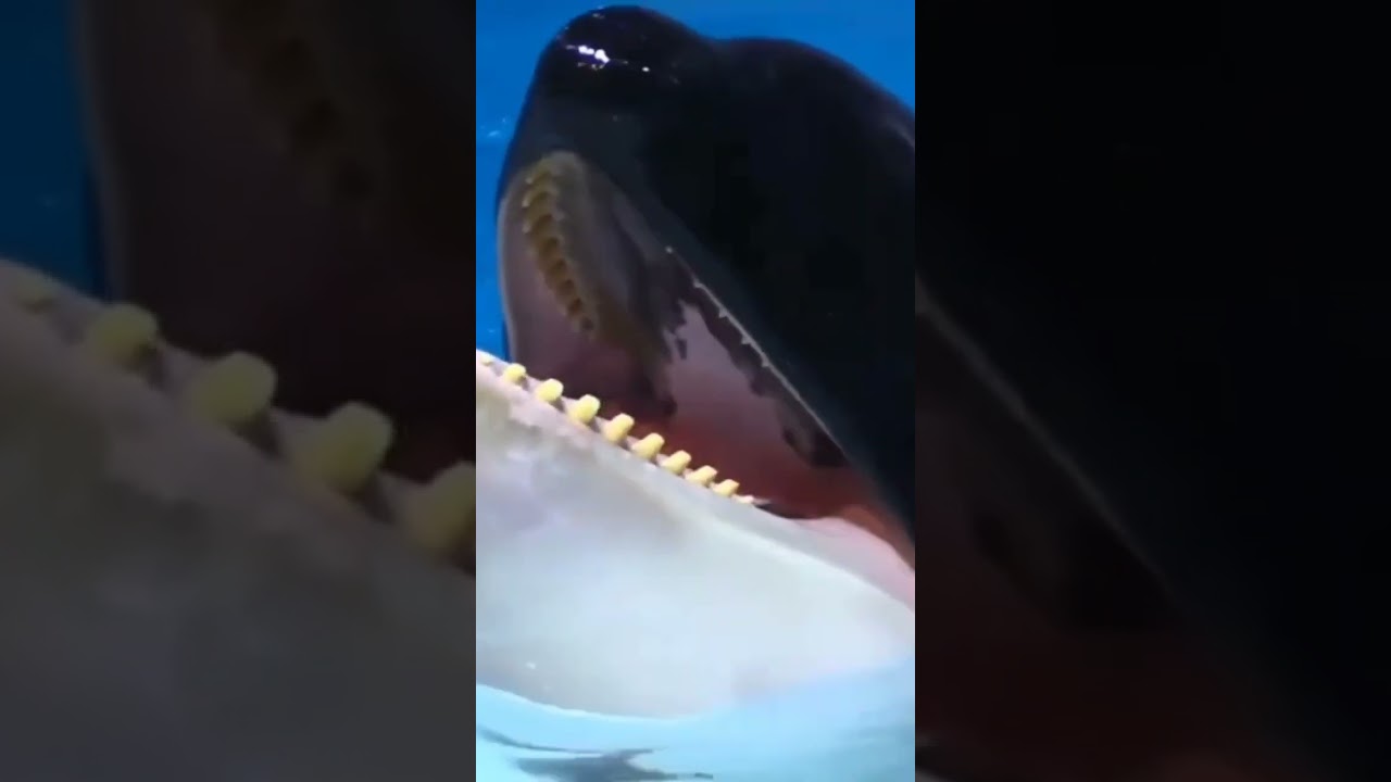 Reverse sounds of Whale| Anxiety - Doechii shorts #funnyreverse #satisfyingvideo #reversechallenge