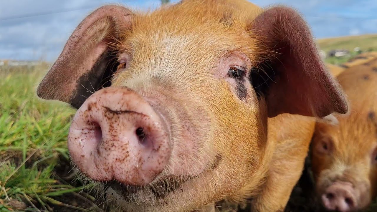 OSB piglets.. 23 minutes unedited. Rare breed, outdoor pigs. HAPPY PIGS :)
