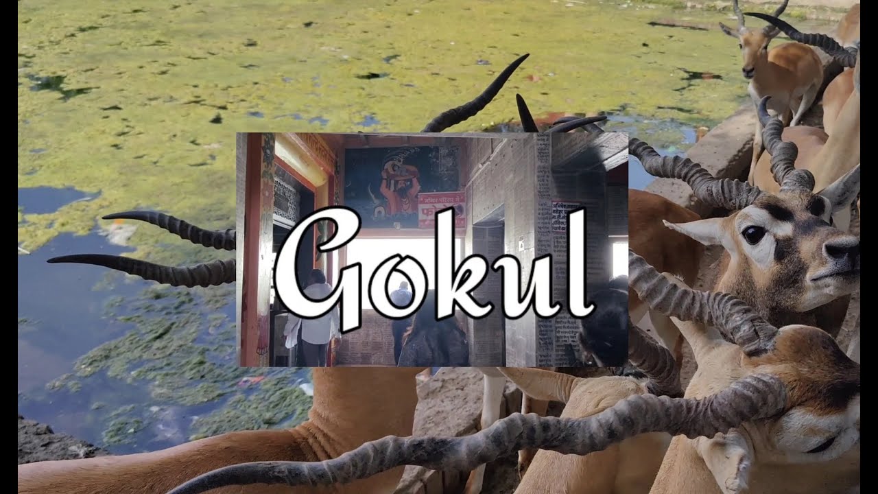 On The Grounds of Braj 3:Gokul | CTU | Siddharth Chugh