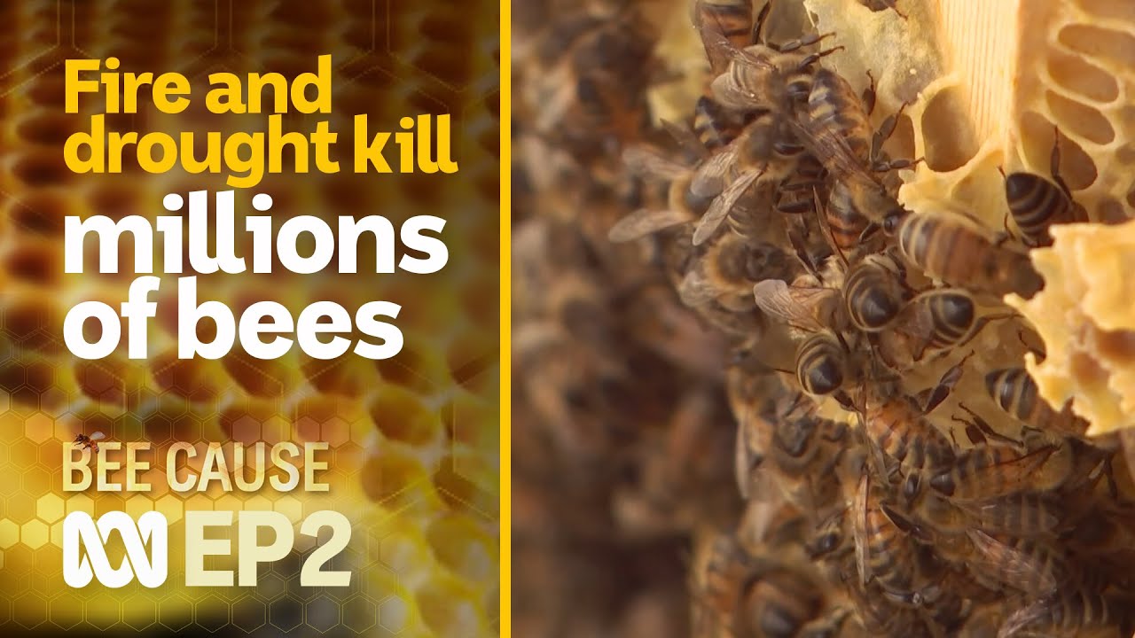Bee future: Fire and drought kill millions of Australian bees 🐝🍯 | Bee Cause #2 | ABC Australia