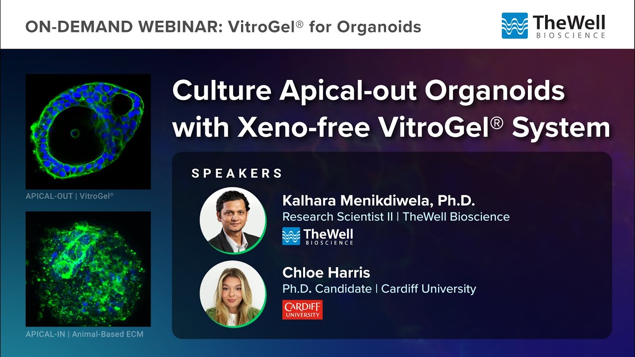 Culture Apical-Out Organoids with Xeno free Vitrogel System Webinar