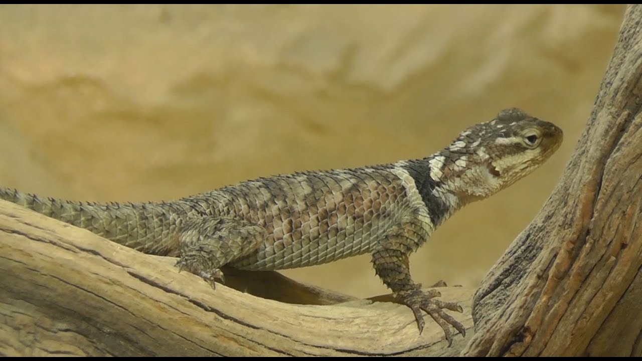 Blauer Stachelleguan (Sceloporus cyanogenys) - Blue spiny lizard - Haus des Meeres