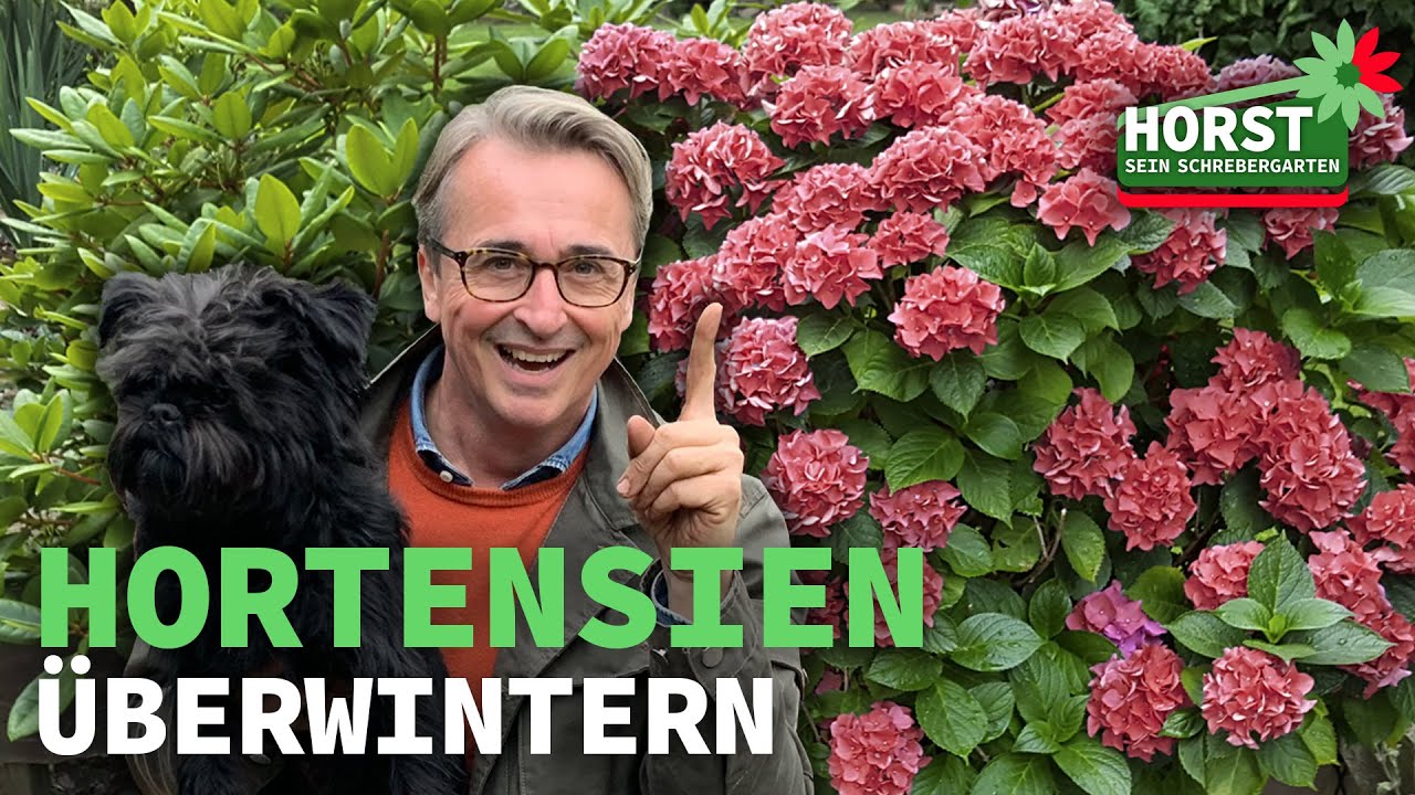 Bauernhortensien überwintern | Horst sein Schrebergarten