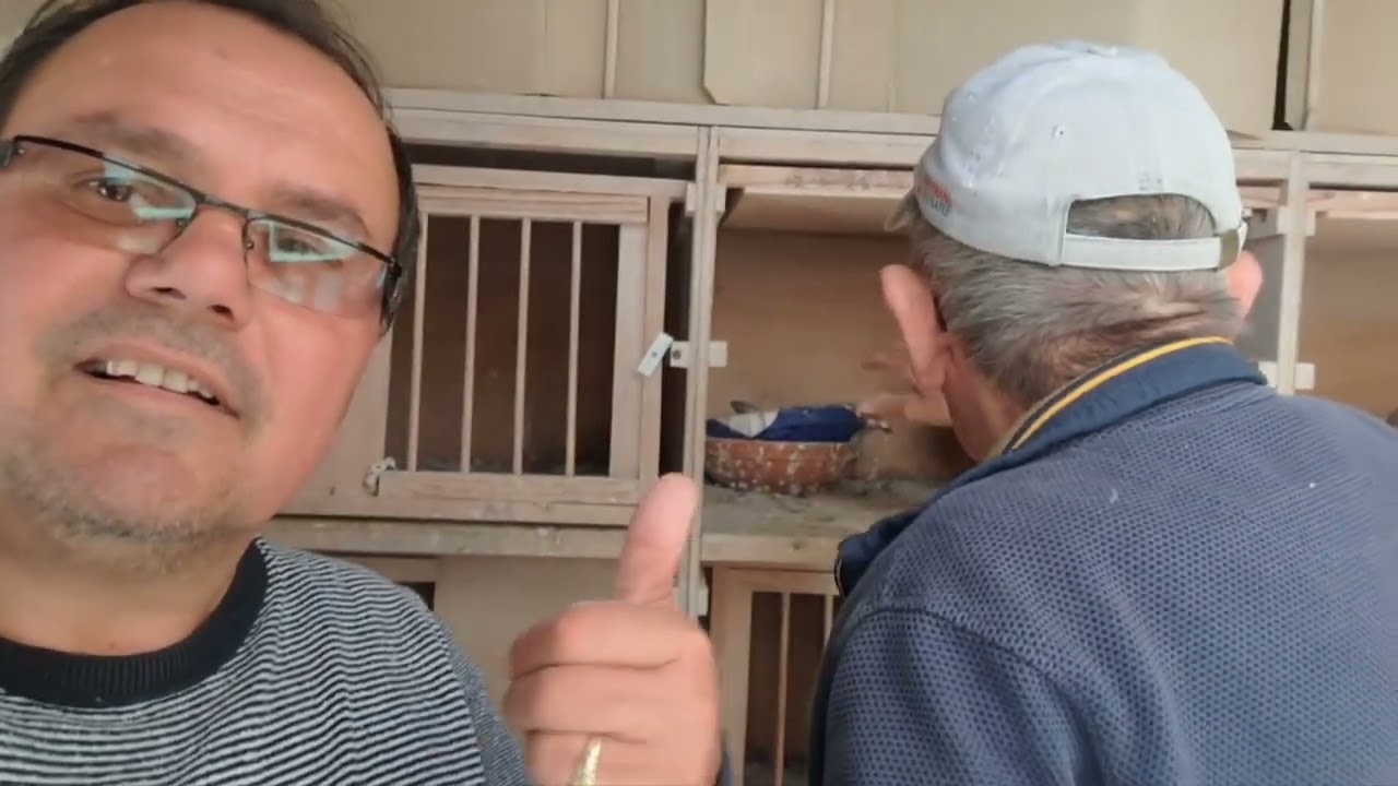 Jan Theelen #Gebr.Kuijpers #marathon #barcelona #racingpigeon # pigeonfan #pigeonlove