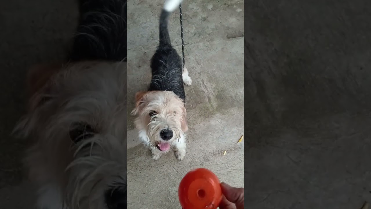 Playing with Aki, my ShitzuxBeagle fur baby.