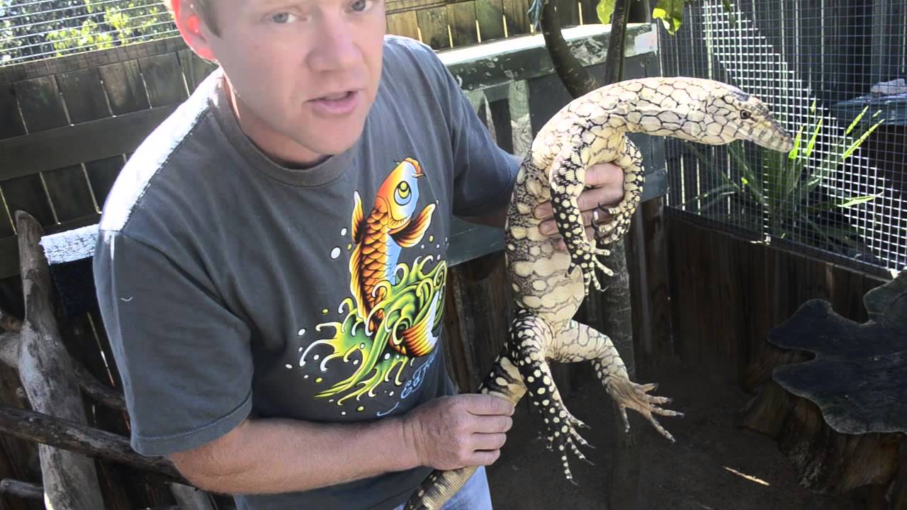 bluetongueTV - Episode 5 - Perentie Special