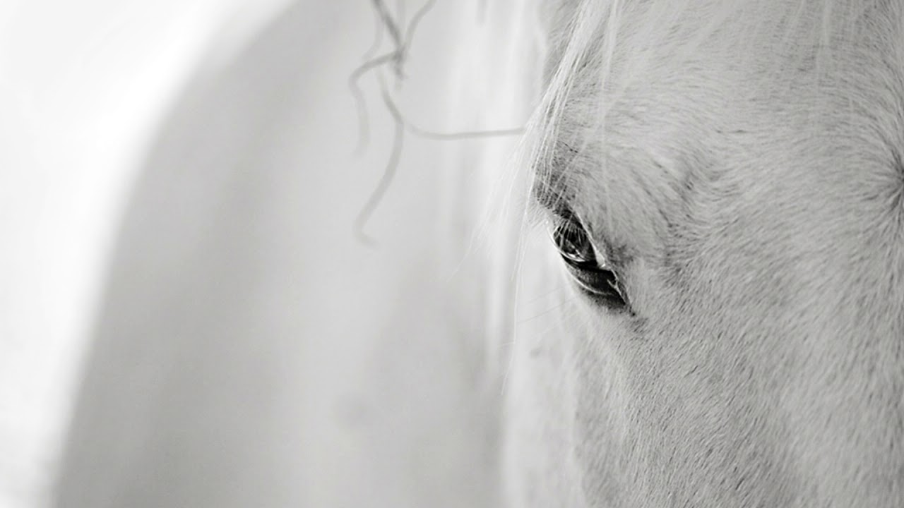 Lullaby of The Horse (HEADPHONES REQUIRED)