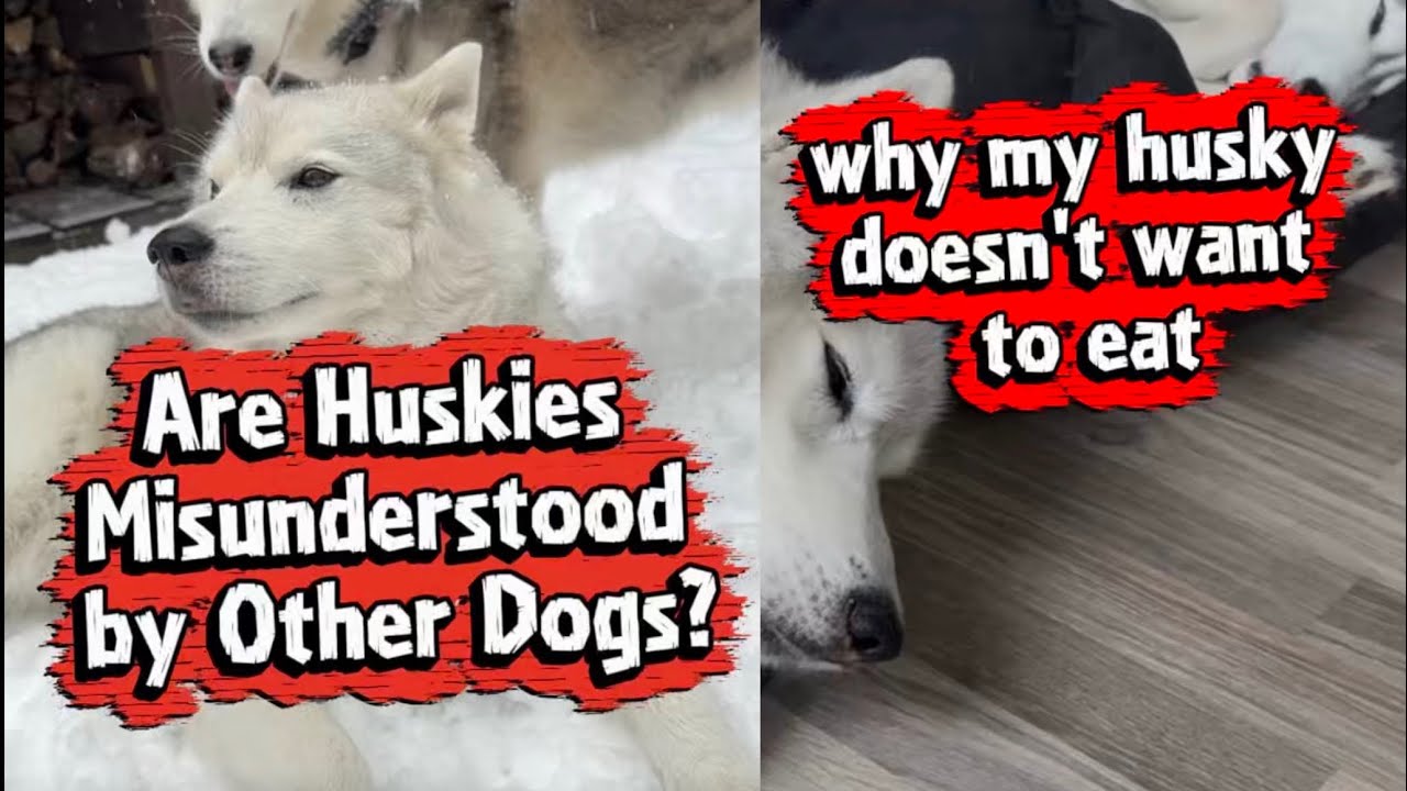 Are huskies misunderstood by other dogs? Why husky doesn’t want to eat?
