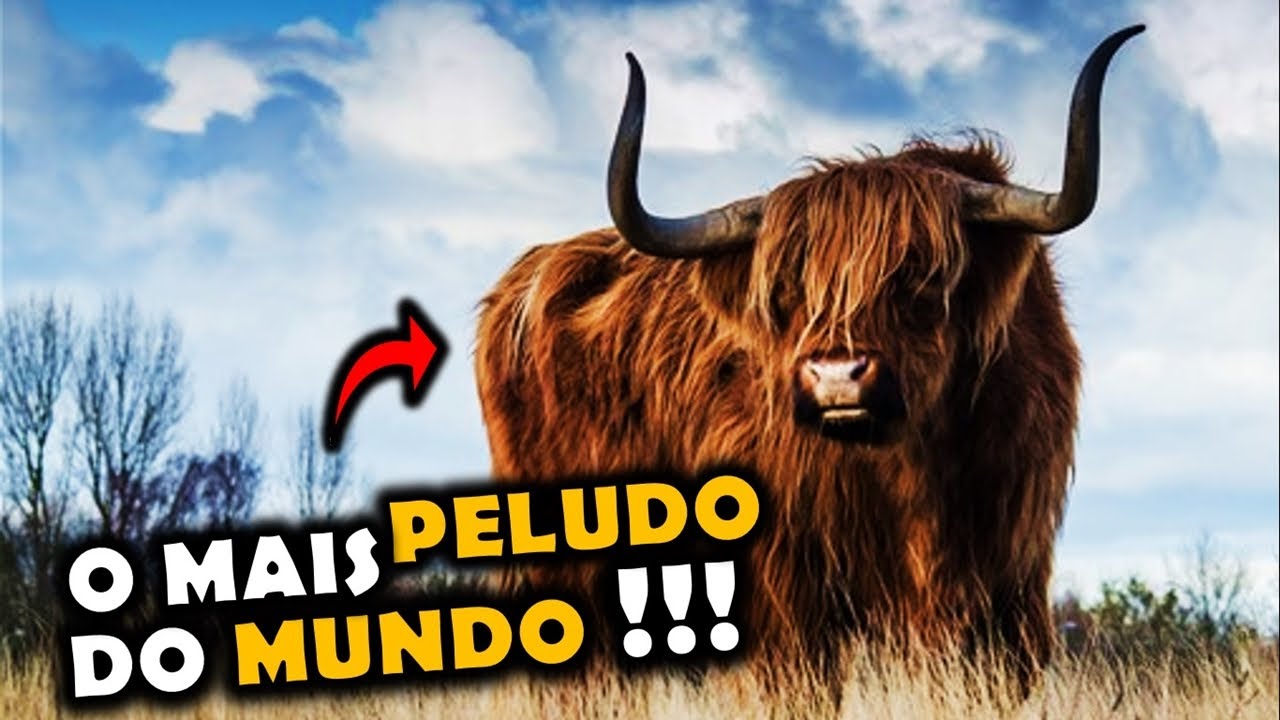 HIGHLAND - A RAÇA DE GADO QUE TEM O MAIOR PELO DO MUNDO!
