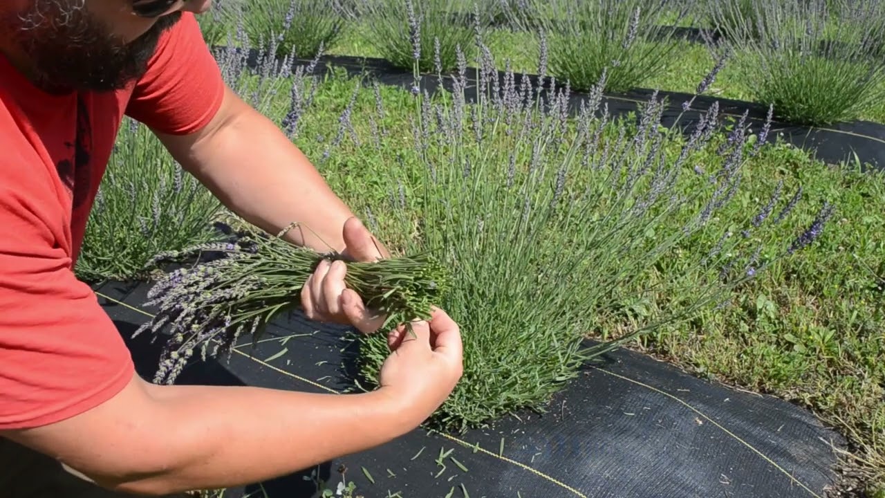 Cutting and Bundling Lavender for U-Pick