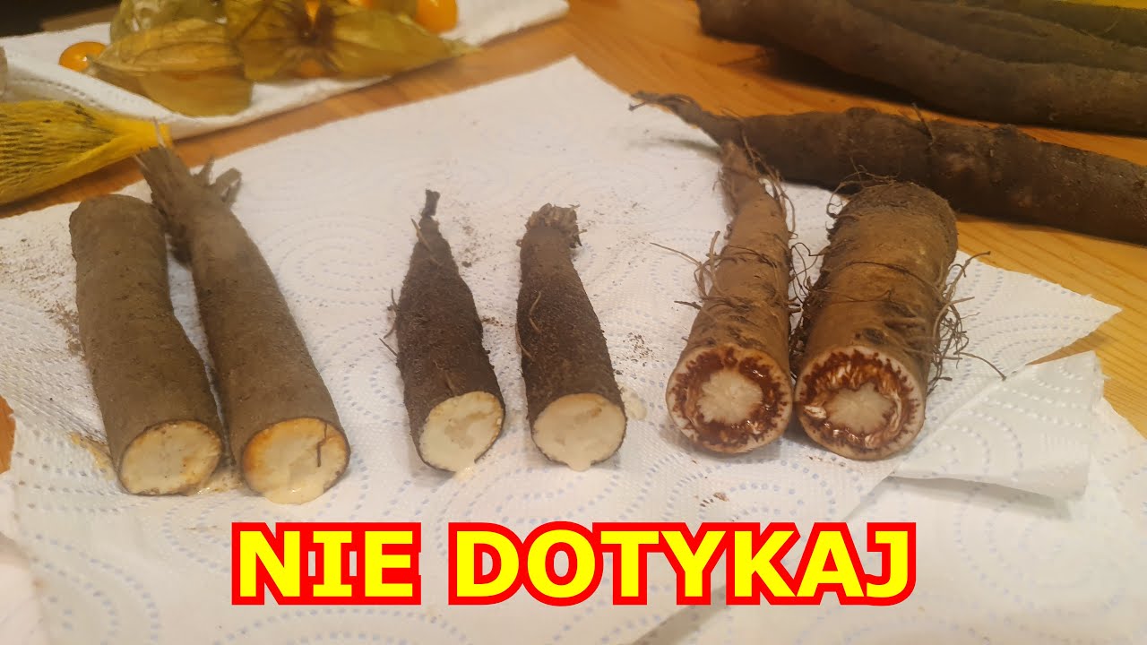 Bez Rękawic NIE DOTYKAJ tych Warzyw - nie zbieraj i nie obieraj