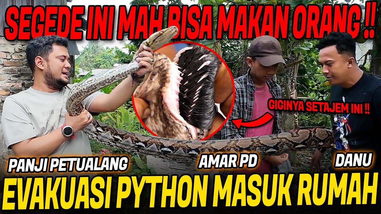 RESCUE ULAR PITON BESAR MASUK DAPUR RUMAH WARGA PEKANBARU!!