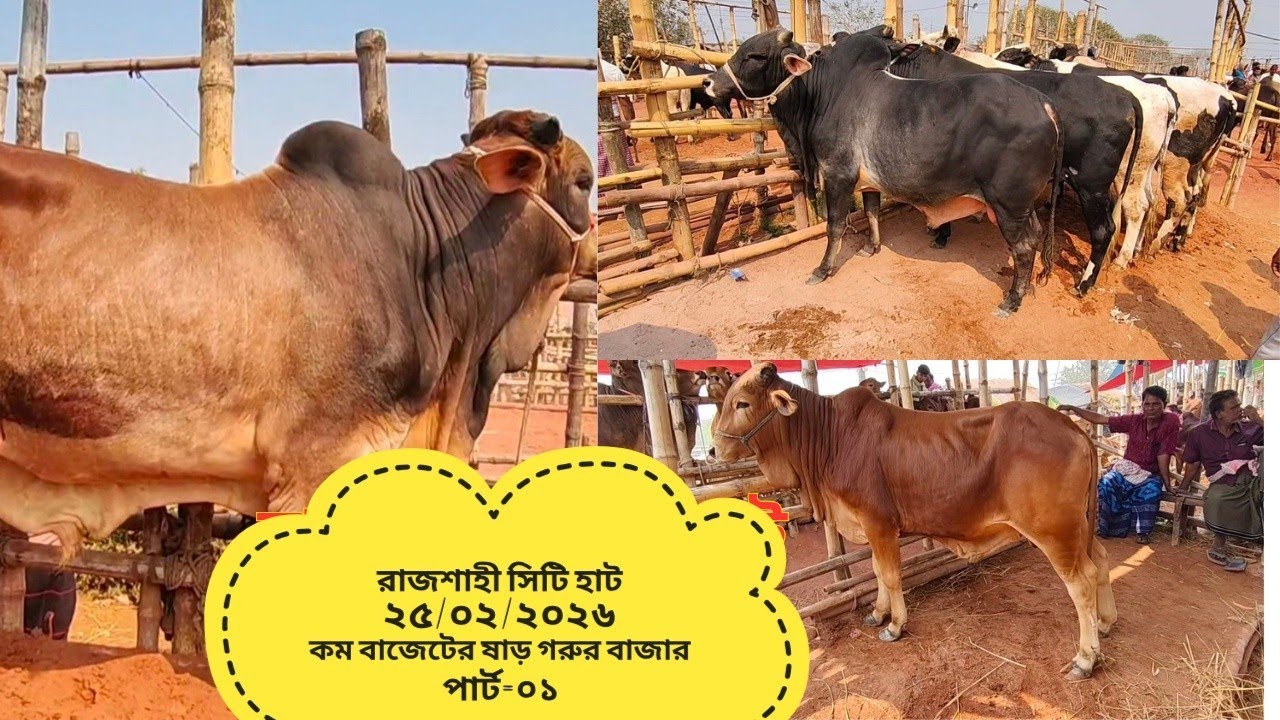রাজশাহী সিটি হাট ২৫/০২/২০২৬ ছোট বাজেটের ষাড় গরুর বাজার আপডেট part=01