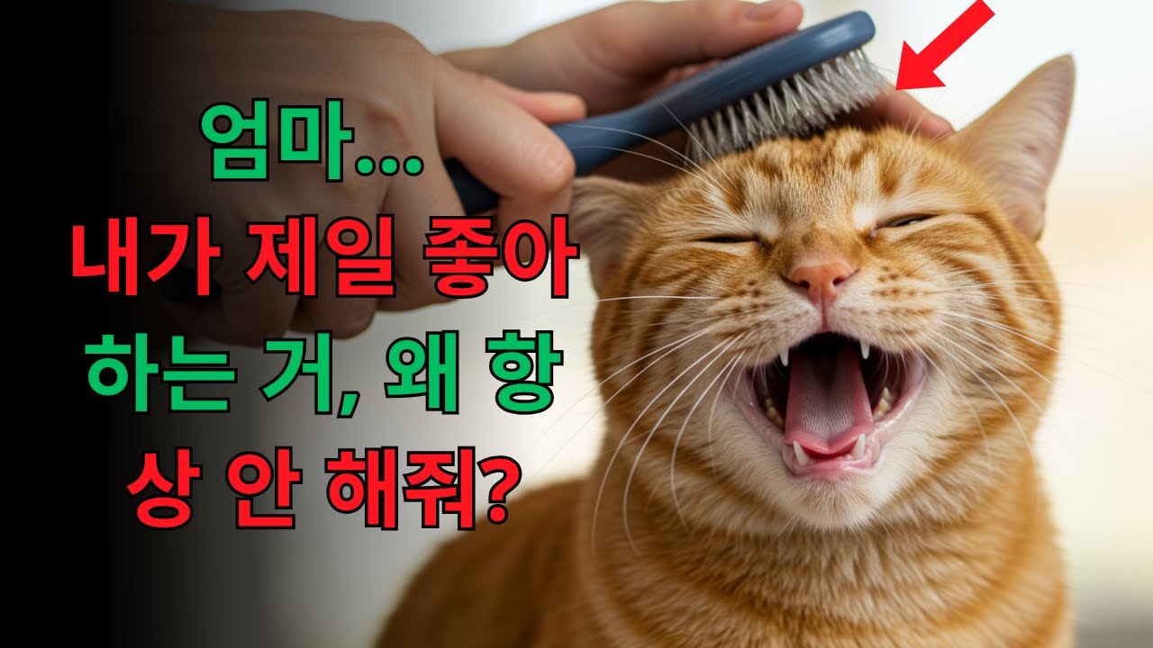 고양이가 정말 좋아하는 12가지… 하지만 98%의 집사는 절대 안 해요