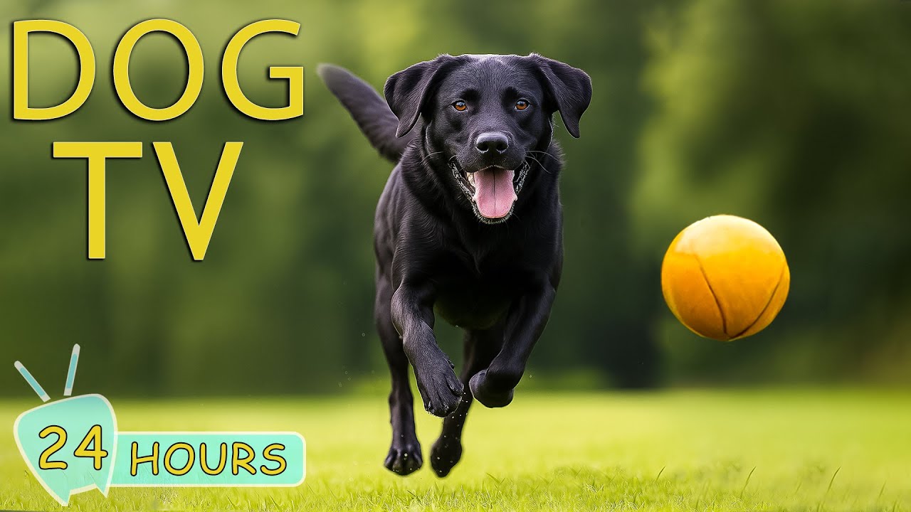 DOG TV: Best Videos Prevent Boredom for Dogs to Watch When Home Alone - Anti-Stress Music for Dogs