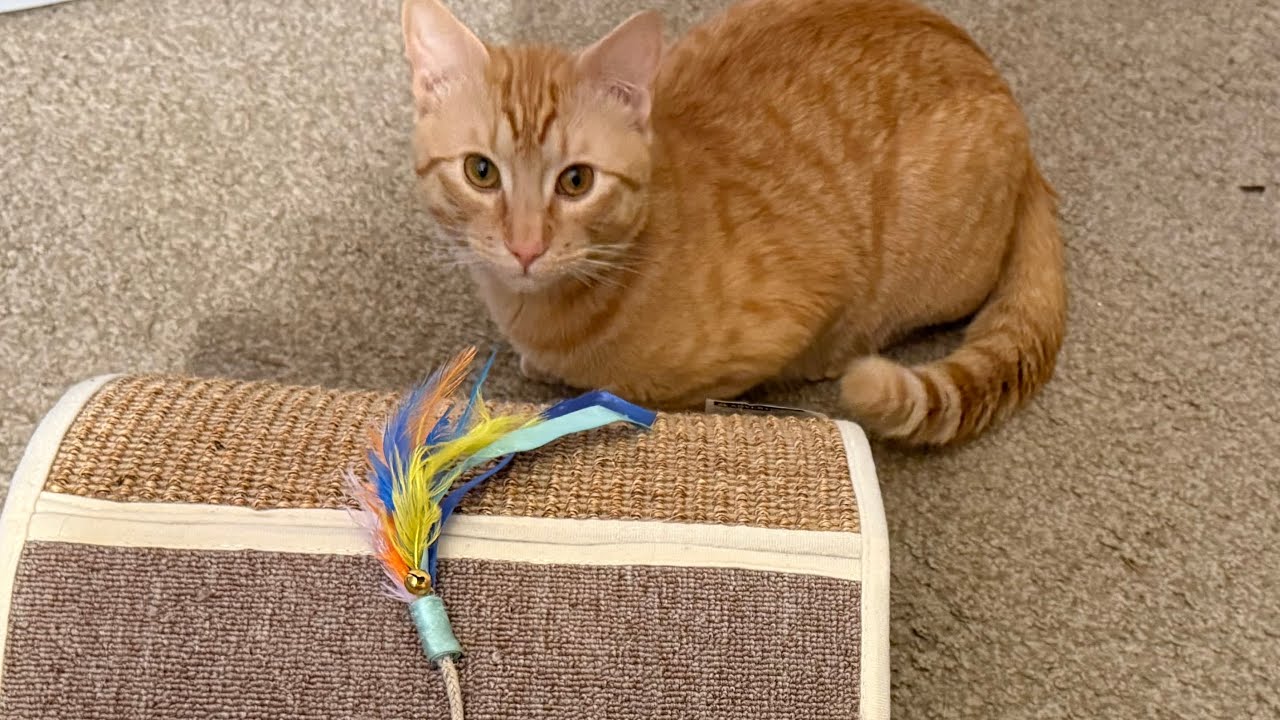 Friday Reads Catch Up and a Cat!