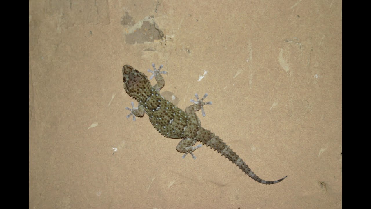 Tankwa Karoo 2010 to 2024