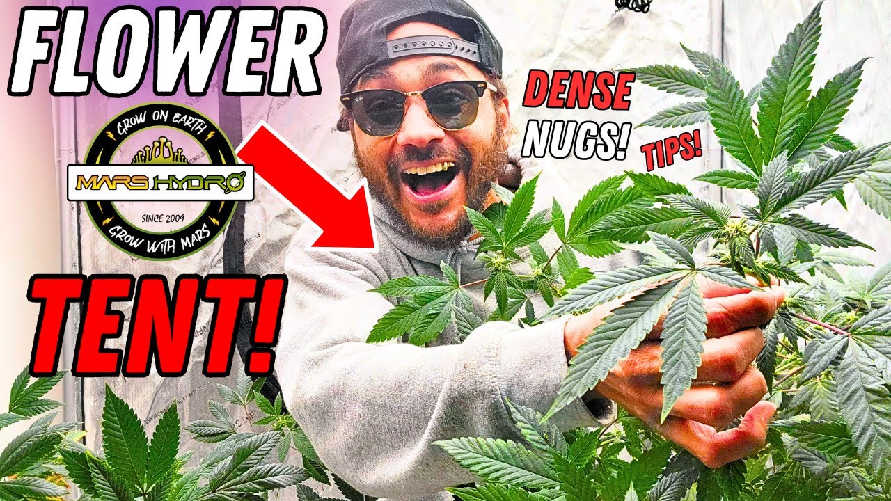 IN THE FLOWER TENT! 🔥 | Seed to Harvest Series | Mars Hydro Black Friday