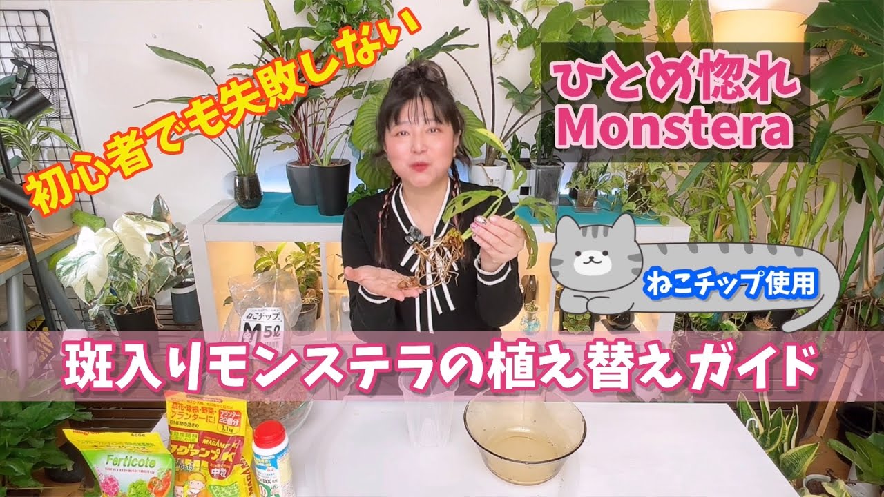 初心者でも失敗しない！斑入りモンステラの植え替え完全ガイド ねこチップ使用 #観葉植物 #モンステラ #houseplants #monstera 