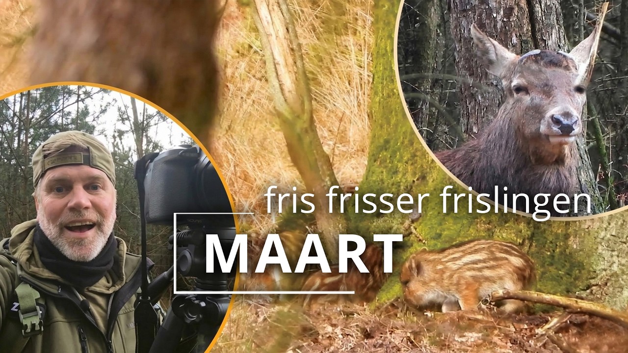 #97 - MAART - fris, frisser, frislingen