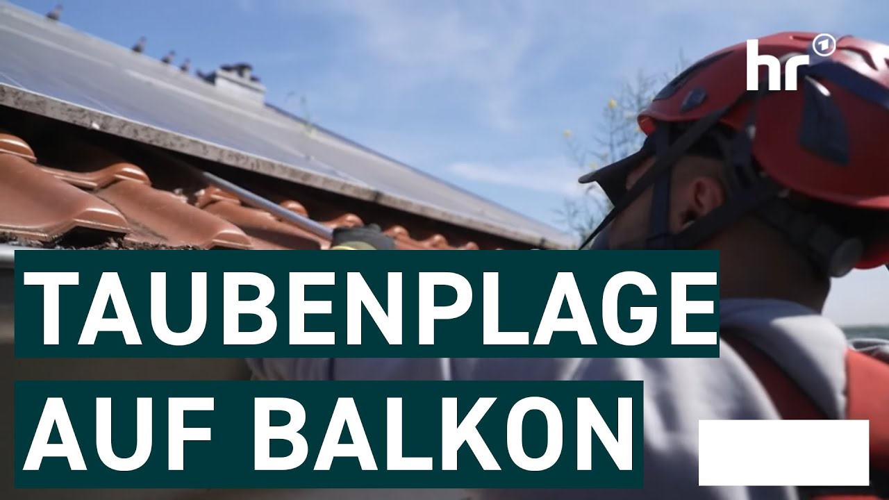 Was tun bei Tauben auf dem Dach? | Die Ratgeber