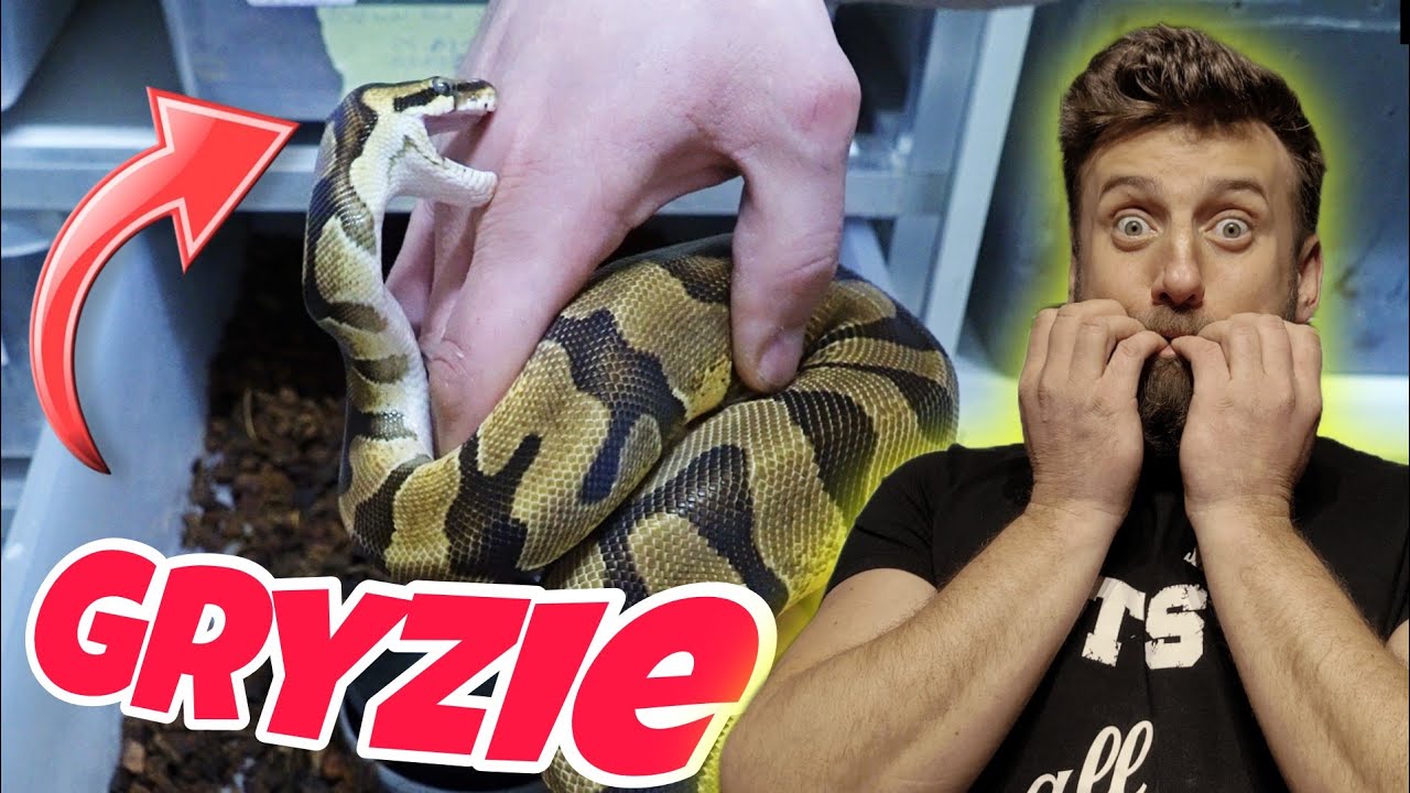 JAK OSWOIĆ WĘŻA⁉️