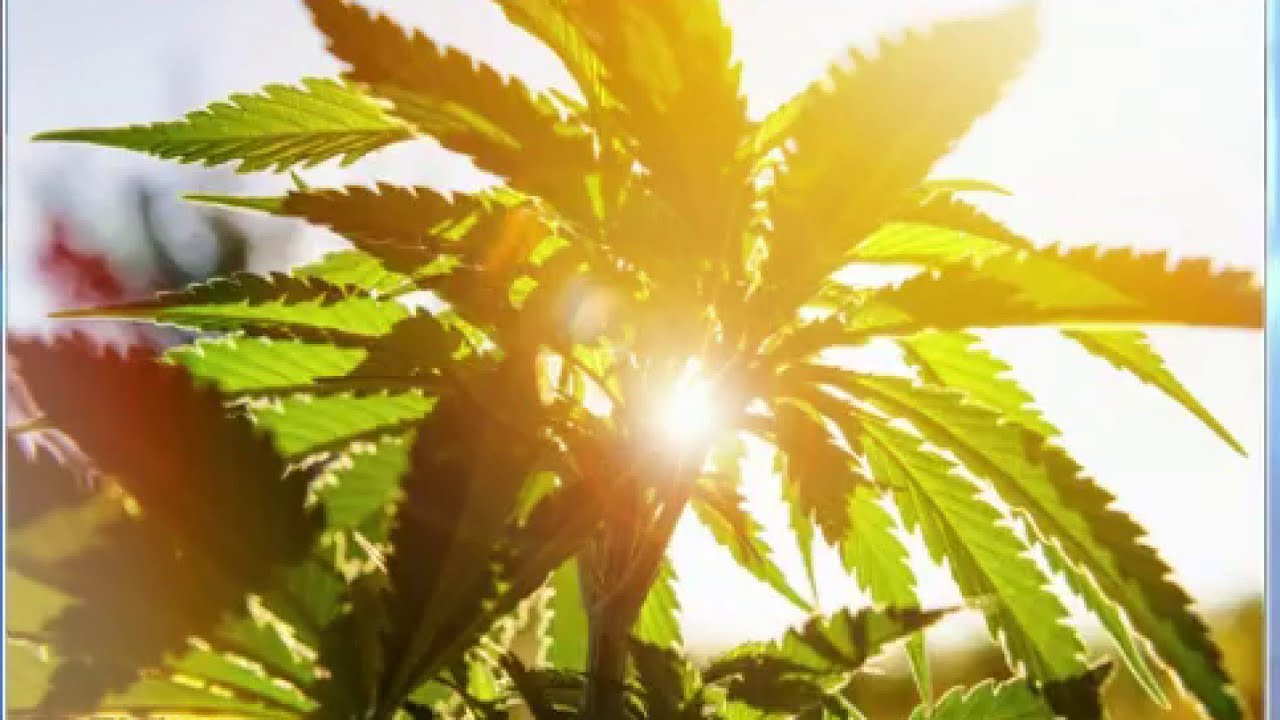 Cannabis myths you should know about before using the drug