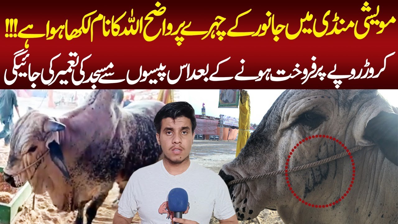 Karachi Maweshi Mandi |  جانور کے چہرے پر واضح اللّٰہ کا نام | Karachi Cow Mandi Updates