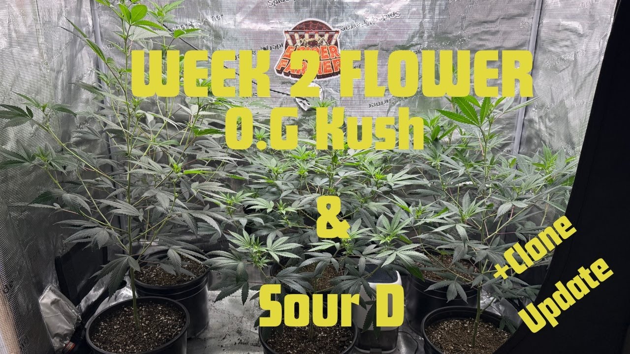 WEEK 2 FLOWER (: Sour D & OG Kush Clones