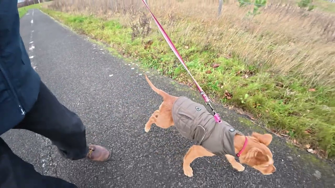 Golden retriever Bonnie's first video 