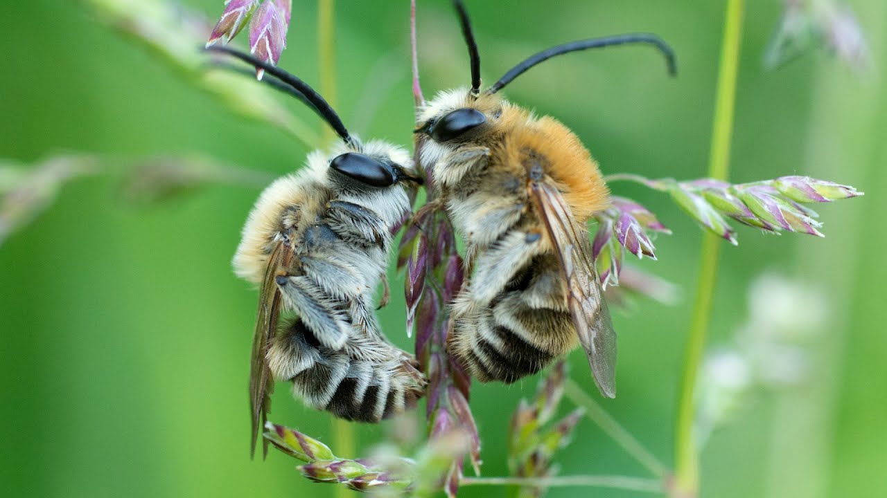 ABEJAS silvestres. Hijas del sol | DOCUMENTAL de ANIMALES