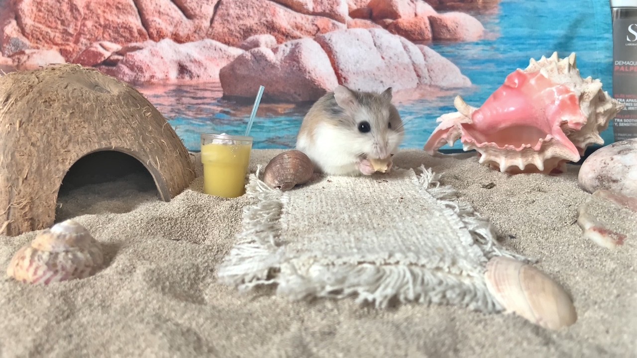 My Hamster's Big Vacation Adventure !! ☀️🏝️😎