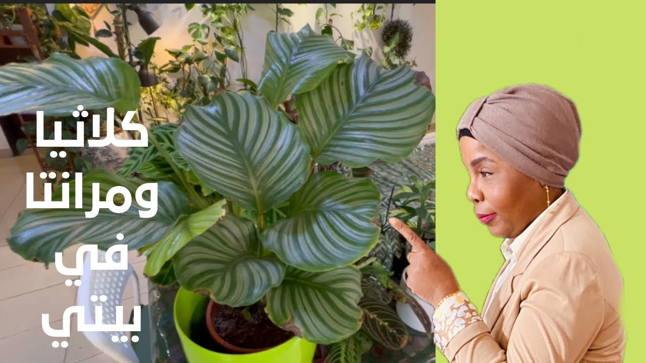 نبات الكلاثيا والمرانتا النبات المصلي في مجموعتي 🪴🌿