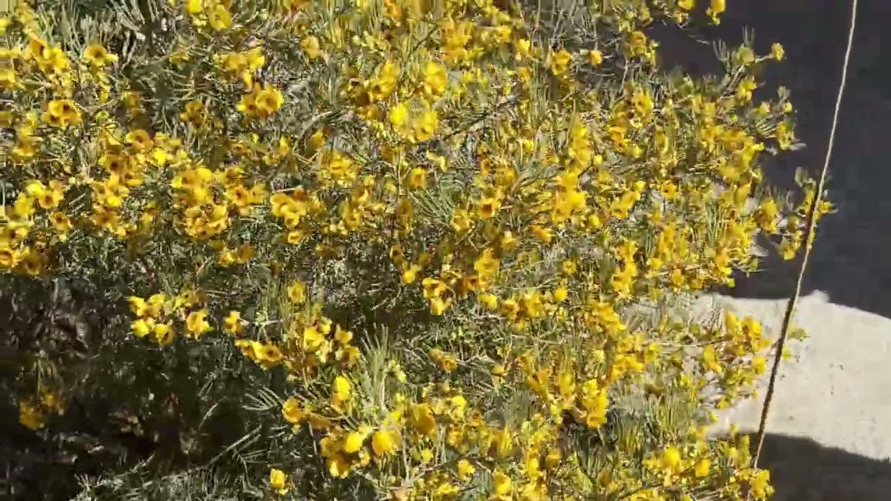 الاكاسيا الفضية Senna artemisioides Isely تتحمل اقسى الظروف الجوية جاذبه للنحل نجحت زراعتها بالعراق