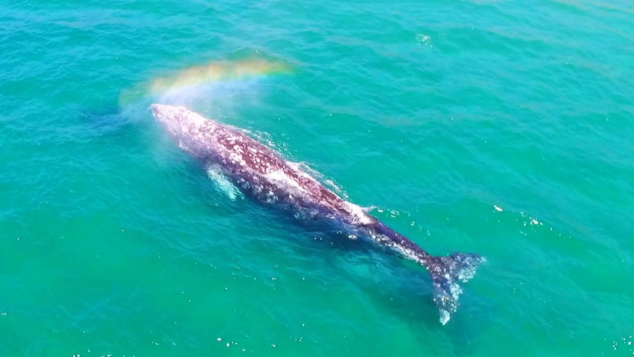 UNREAL!! Whale blows RAINBOW out of blow hole! Baby Whales & Dolphins!!