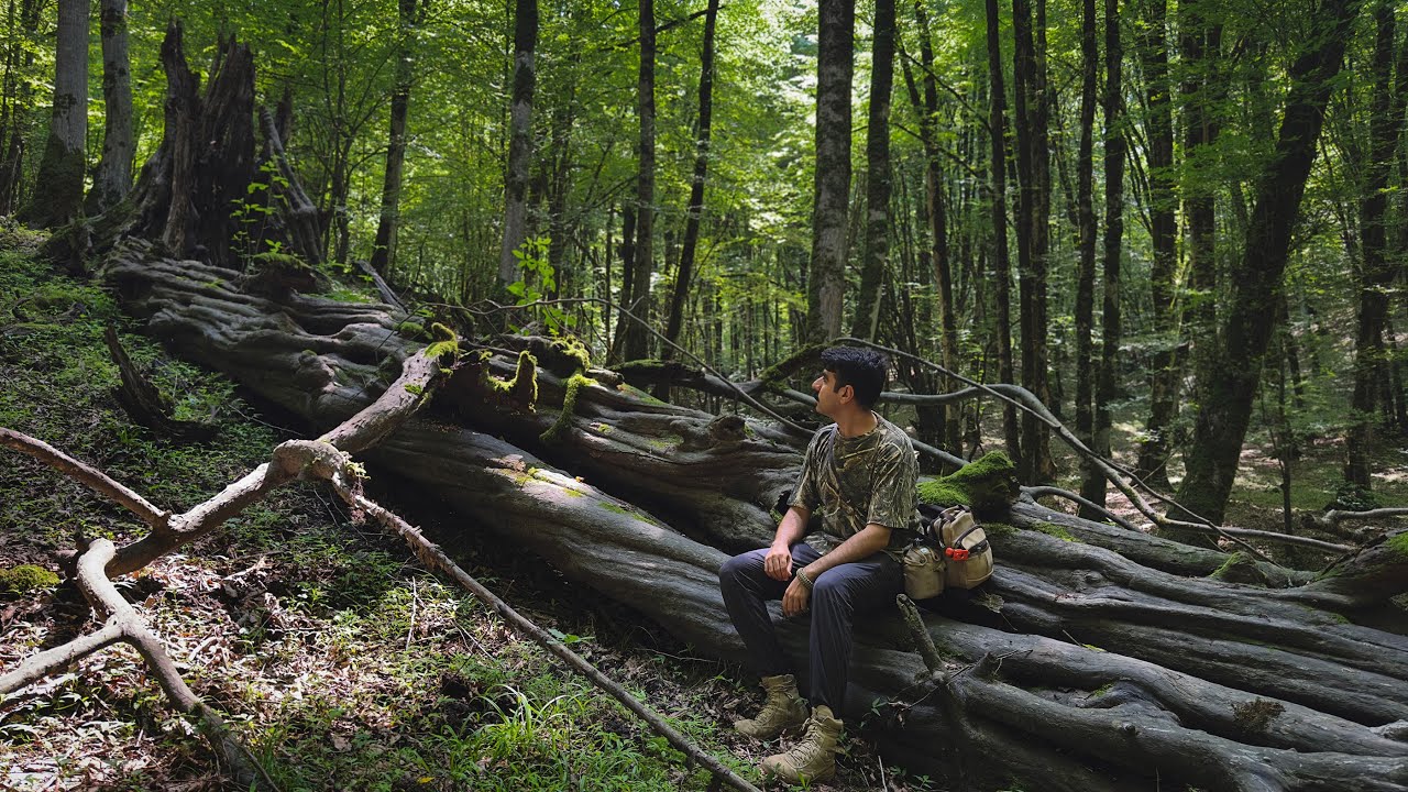 Solo Bushcraft Adventure in the Forest + ASMR