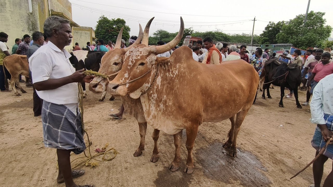 02.08.2025 வாணியம்பாடி மாட்டுச்சந்தை