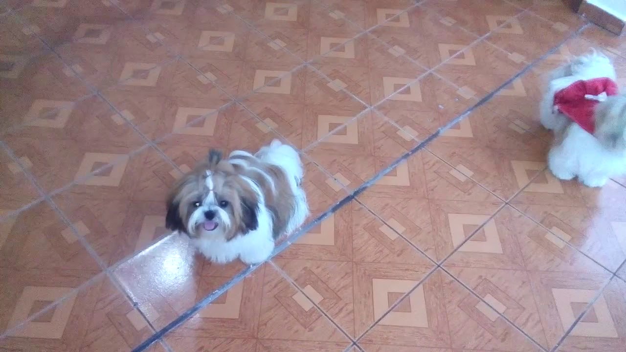 Meus lidos chtzu
