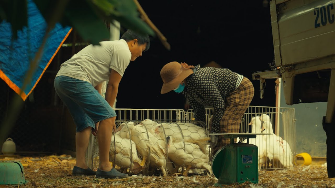 Life Around Ducks – A Day in Rural Vietnam | Simple Days