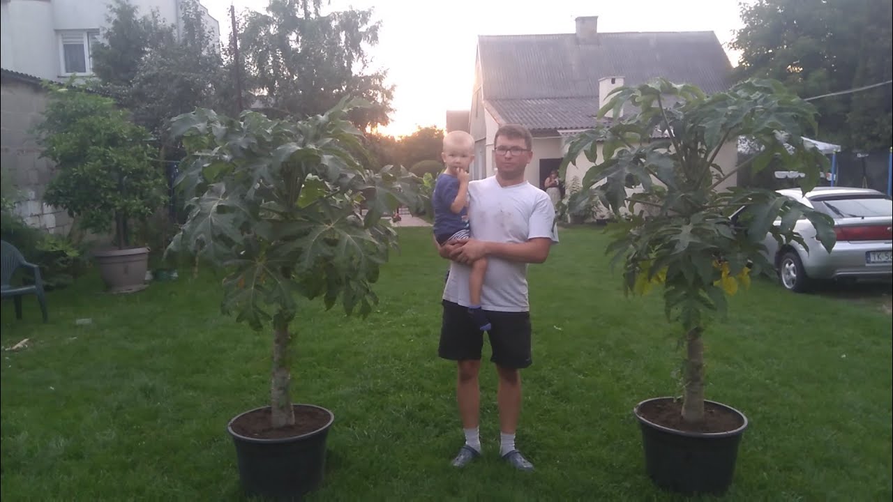 (157) Papaja g&oacute;rska ( Vasconcellea pubescens ) przesadzanie kolosa 😮🌴