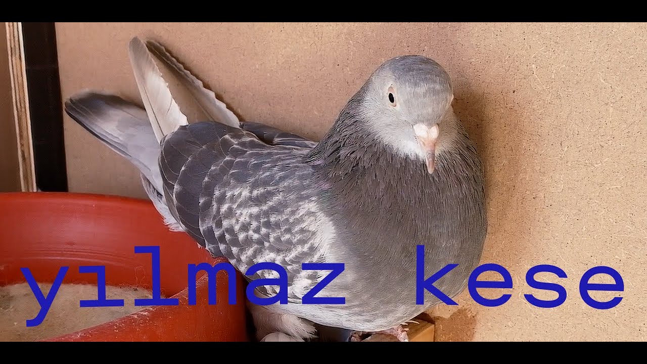 YILMAZ KESE İSTANBUL VE ANKARA OYUNKUŞU .