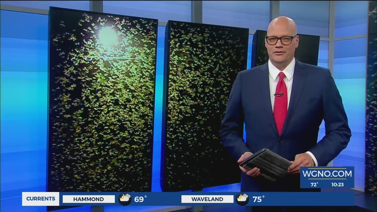 What you need to know about termite swarms in Louisiana this summer